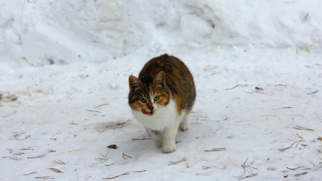 Во Владимире построят первый государственный приют для животных