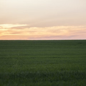 В пяти районах Владимирской области нашли зараженную токсинами землю