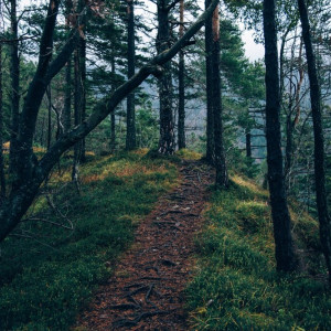 В Гусь-Хрустальном районе лесничий спас грибника от смерти