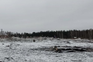 В Судогодском районе вырубка 50 берез и сосен привела к уголовному делу