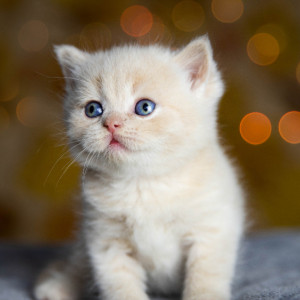 Во владимирском микрорайоне ликвидировали очаг бешенства
