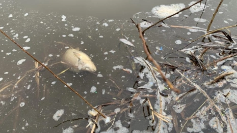 Владимирцы пожаловались на пластиковые отходы и мертвую рыбу в Клязьме