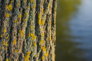 Во Владимирской области наступила климатическая весна
