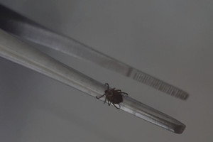 За неделю с жителей Владимирской области сняли 12 зараженных вирусами клещей