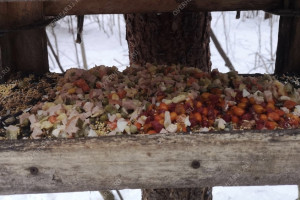 Во Владимире птиц в парке «Дружба» накормили салатами