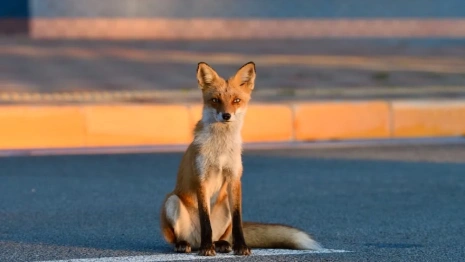 Во Владимирской области выявили 4 новых очага бешенства