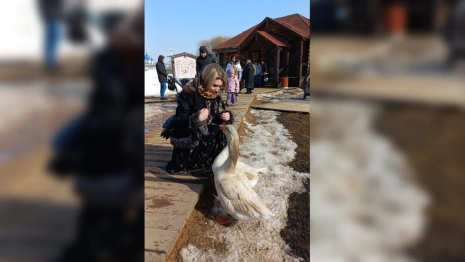 Во Владимиро-Суздальском музее-заповеднике прокомментировали запрет гусиных боев