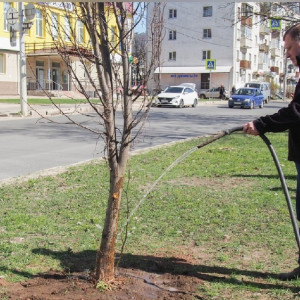 Во Владимире на двух улицах высадят 42 липы
