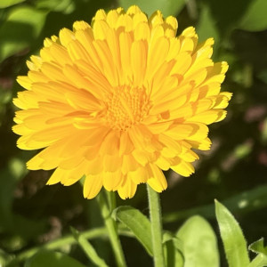 Владимирские власти пожаловались на ворующих цветы и расписывающих стены вандалов