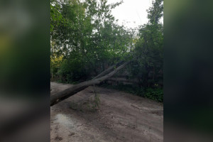 В Коврове рухнувшее дерево перекрыло дорогу на проезде Чкалова