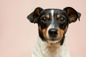 Во Владимирской области появится первый крематорий для домашних животных