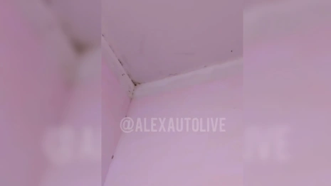 В Александрове в детсаду №15 проведут проверку после жалоб на тараканы
