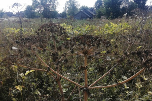 Во Владимирской области борщевик Сосновского заполонил 3,5 тыс. га