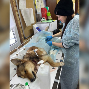 Владимирские волонтеры спасли собаку с почти оторванной головой