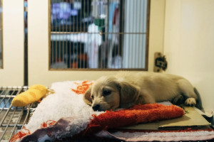 Жители Владимирской области пожаловались на неоказание помощи животным в ветклинике