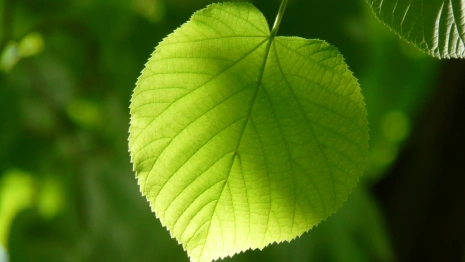 Ульянов день: что можно и нельзя делать 1 июля