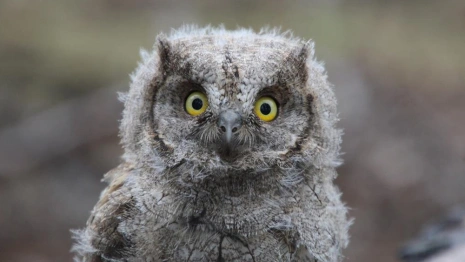 Во Владимирской области специалисты окольцевали птенца сплюшки