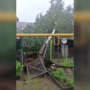 В Петушках чиновники «забили» на упавшую на газовую трубу березу