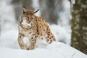 Во Владимирской области рысь застряла на платнике М-12