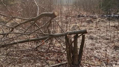 В Кольчугино неизвестный вырубил 35 дубов в экопарке