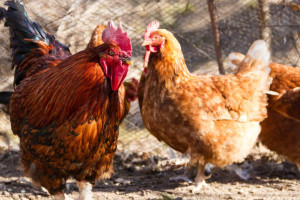 В Селивановском районе отменили карантин по азиатской чуме птиц