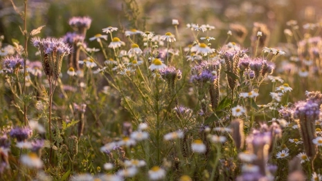 Прогноз погоды во Владимирской области на 11 августа