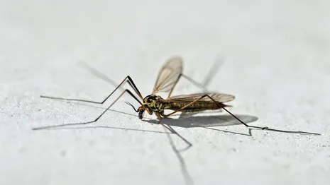 Во Владимирской области проснулись комары и пауки