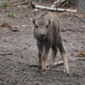 Во Владимирской области при поддержке «Транснефть-Верхняя Волга» возрождают популяцию зубров