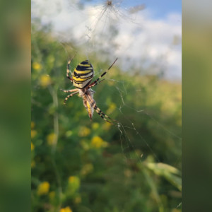 Появилось фото ядовитых пауков-ос во Владимирской области