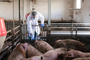 Во Владимирской области навоз смогут превращать в электричество