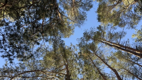 Пропавшего во Владимире 48-летнего мужчину нашли живым