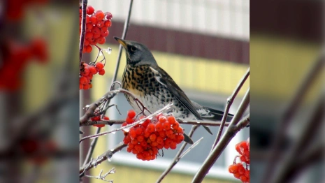 Жители Владимирской области рассказали о массовом нашествии свиристелей