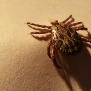 Во Владимирской области клещей сняли с 27 детей