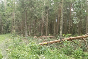 В Киржаче вырубка леса на 1,9 млн рублей обернулась уголовным делом