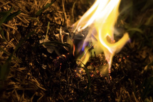 В 10 районах Владимирской области спрогнозировали чрезвычайную пожарную опасность