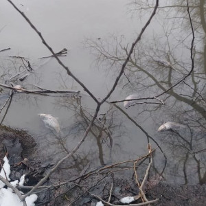 Массовая гибель рыбы в Добросельском пруду во Владимире привела к уголовному делу