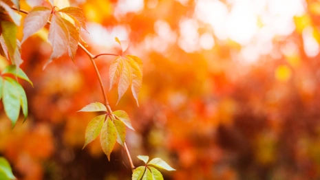 Прогноз погоды во Владимирской области на 21 сентября