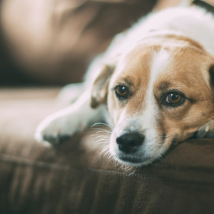 Около 200 животных из приюта «Валента» рискуют оказаться на улицах Владимира