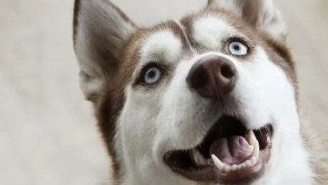 Во Владимирской области пройдут гонки на собачьих упряжках