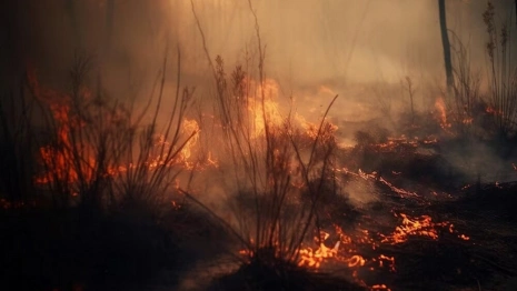 Во всей Владимирской области ввели особый противопожарный режим