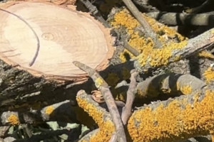 Во Владимире срубят пораженные ясеневой златкой деревья на улице Усти-на-Лабе