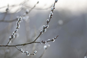 Вербное воскресенье: что можно и нельзя делать 13 апреля