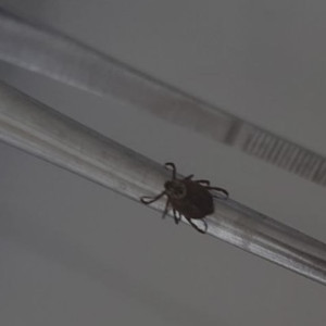 С жителей Владимирской области сняли 6 зараженных болезнью Лайма клещей