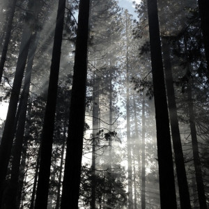 Во Владимире в лесополосе нашли полностью обгоревшего мужчину: он скончался в реанимации