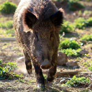 Во Владимирской области на охоту на кабанов наложили годовое табу