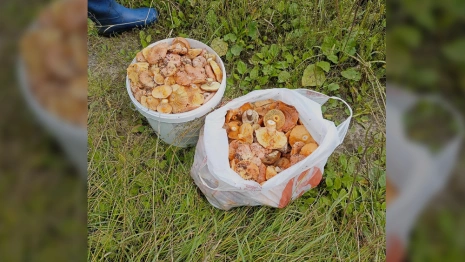 Рыжики, подберезовики и белые. Владимирские грибники похвастались уловом