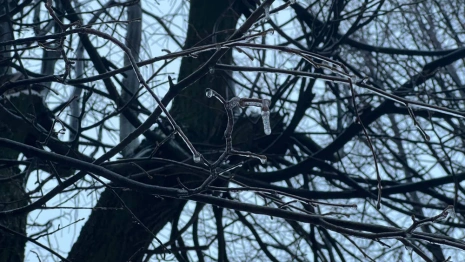 Во Владимирской области спрогнозировали повторение ледяного дождя