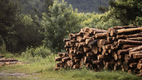 В Гусь-Хрустальном «черные лесорубы» спилили 139 сосен и елей