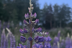 Прогноз погоды во Владимирской области на 8 мая 2025 года