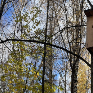 Прогноз погоды во Владимире и области на 6 ноября